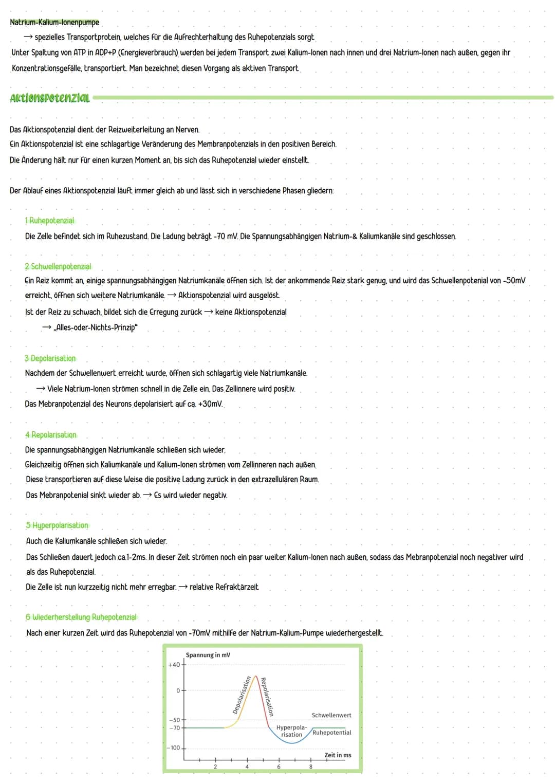 Zellkörper
Dendriten
Zellkern
Axonhügel
Axon
Nervenzellen
Endknöpfchen
Nervenzellen:
Verzweigte Dendriten -> große Oberfläche für Kontaktste