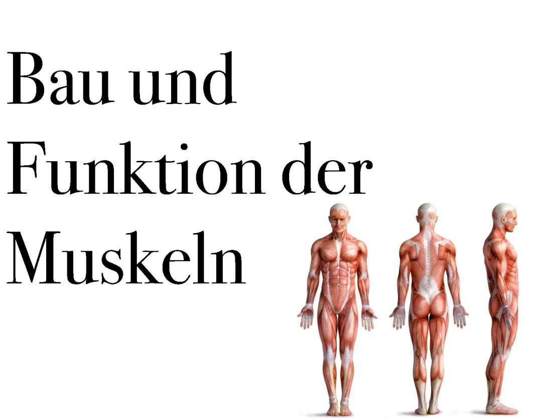 Präsentation über Muskeln 