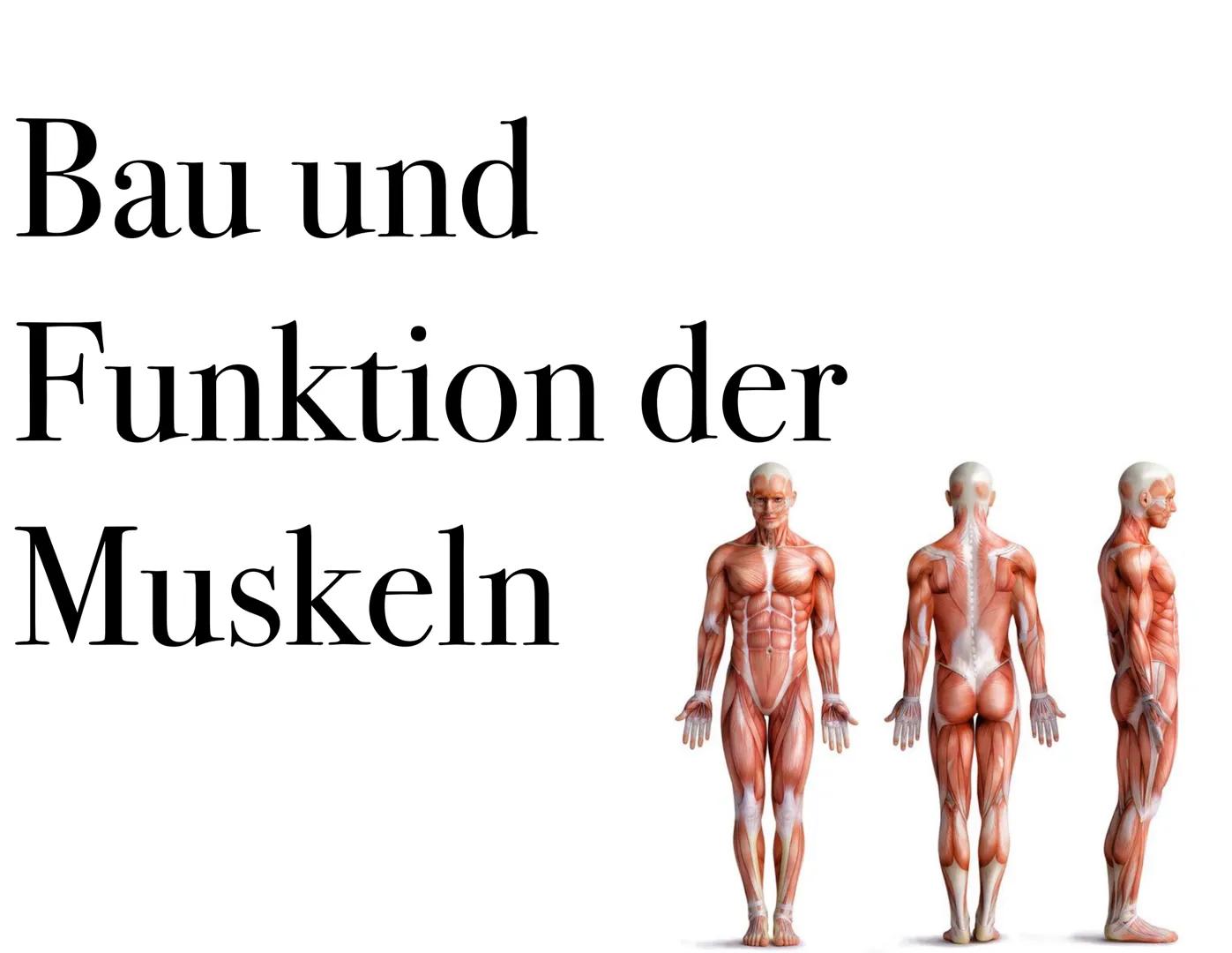 Bau und
Funktion der
Muskeln Inhalt:
Allgemein
1.
2. Aufbau
3. Muskelkontraktion
4. Verschiedene Muskulaturen
5. Muskelfasertypen
6. Quiz
7.