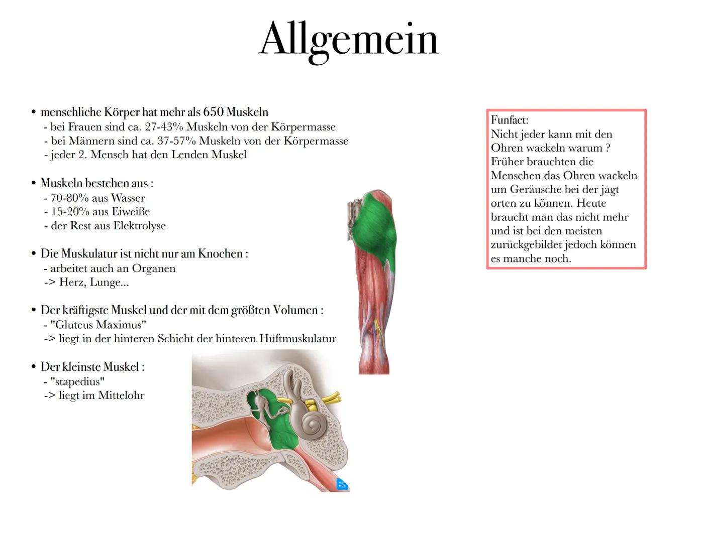 Bau und
Funktion der
Muskeln Inhalt:
Allgemein
1.
2. Aufbau
3. Muskelkontraktion
4. Verschiedene Muskulaturen
5. Muskelfasertypen
6. Quiz
7.
