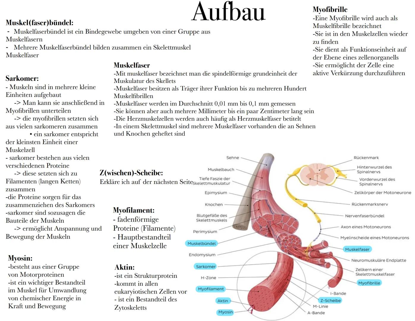 Bau und
Funktion der
Muskeln Inhalt:
Allgemein
1.
2. Aufbau
3. Muskelkontraktion
4. Verschiedene Muskulaturen
5. Muskelfasertypen
6. Quiz
7.