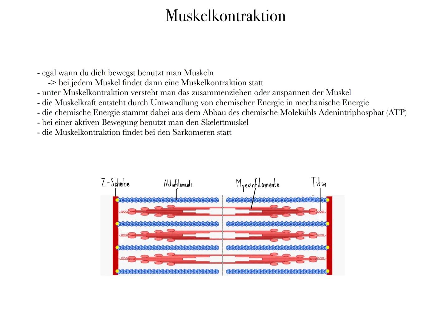 Bau und
Funktion der
Muskeln Inhalt:
Allgemein
1.
2. Aufbau
3. Muskelkontraktion
4. Verschiedene Muskulaturen
5. Muskelfasertypen
6. Quiz
7.