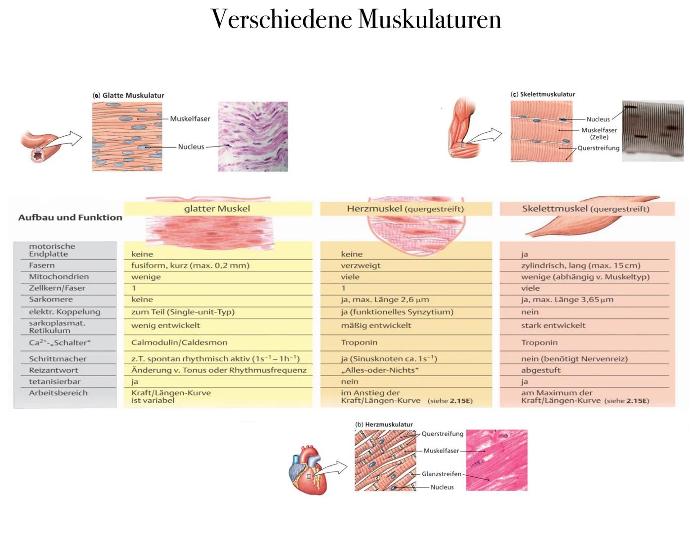 Bau und
Funktion der
Muskeln Inhalt:
Allgemein
1.
2. Aufbau
3. Muskelkontraktion
4. Verschiedene Muskulaturen
5. Muskelfasertypen
6. Quiz
7.