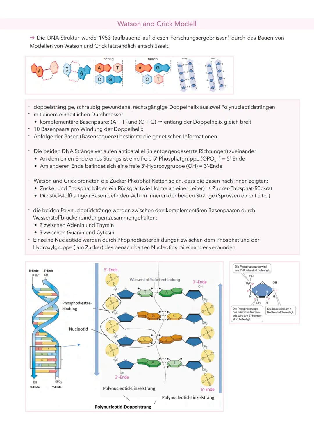 DNA (Desoxyribonukleinsäuren)
Nucleinsäure (→ Makromolekül, welches aus einzelnen Bausteinen, den Nukleotiden, besteht)
Ist der Träger der E