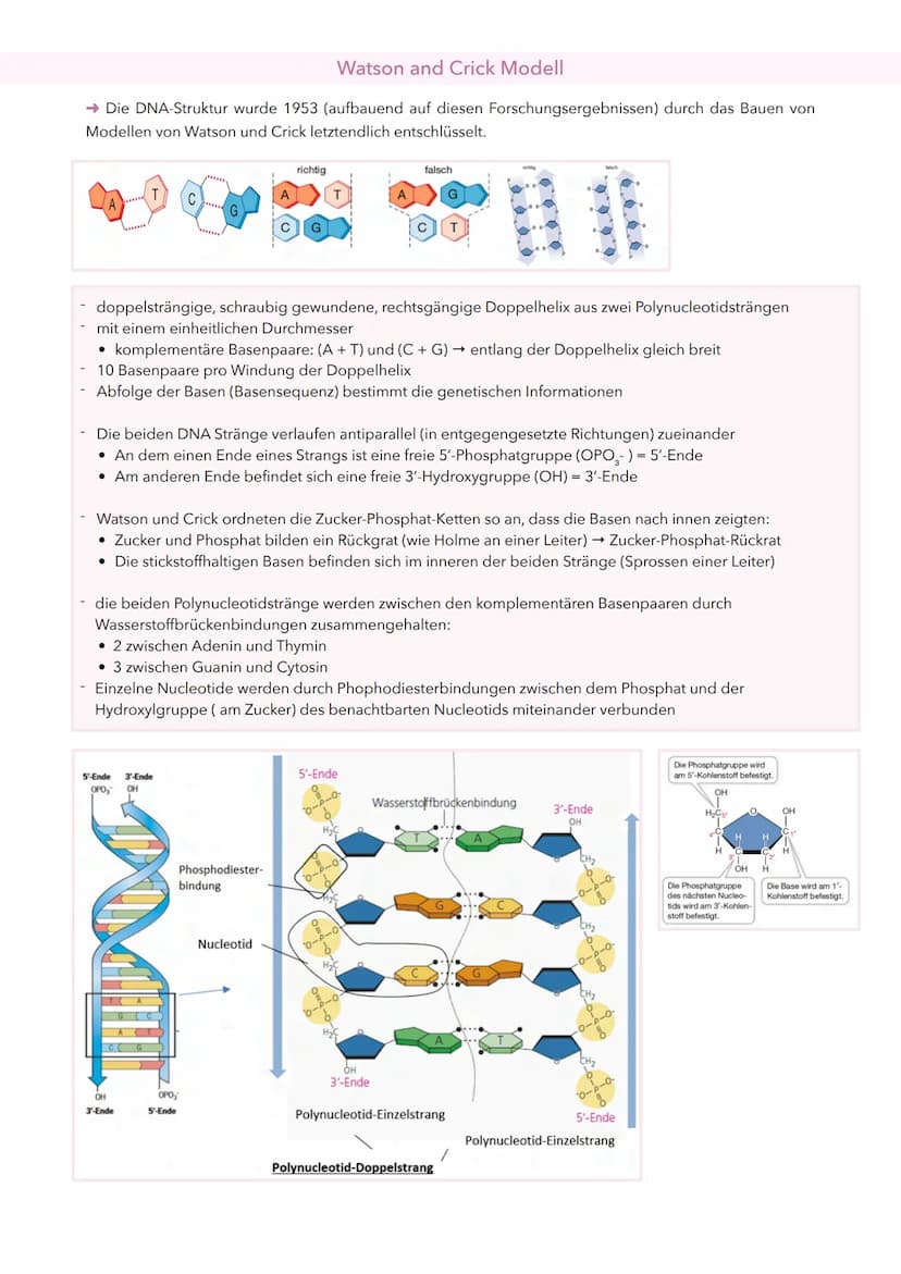 DNA (Desoxyribonukleinsäuren)
Nucleinsäure (→ Makromolekül, welches aus einzelnen Bausteinen, den Nukleotiden, besteht)
Ist der Träger der E