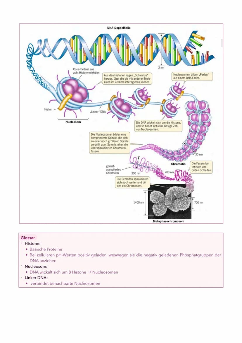 DNA (Desoxyribonukleinsäuren)
Nucleinsäure (→ Makromolekül, welches aus einzelnen Bausteinen, den Nukleotiden, besteht)
Ist der Träger der E