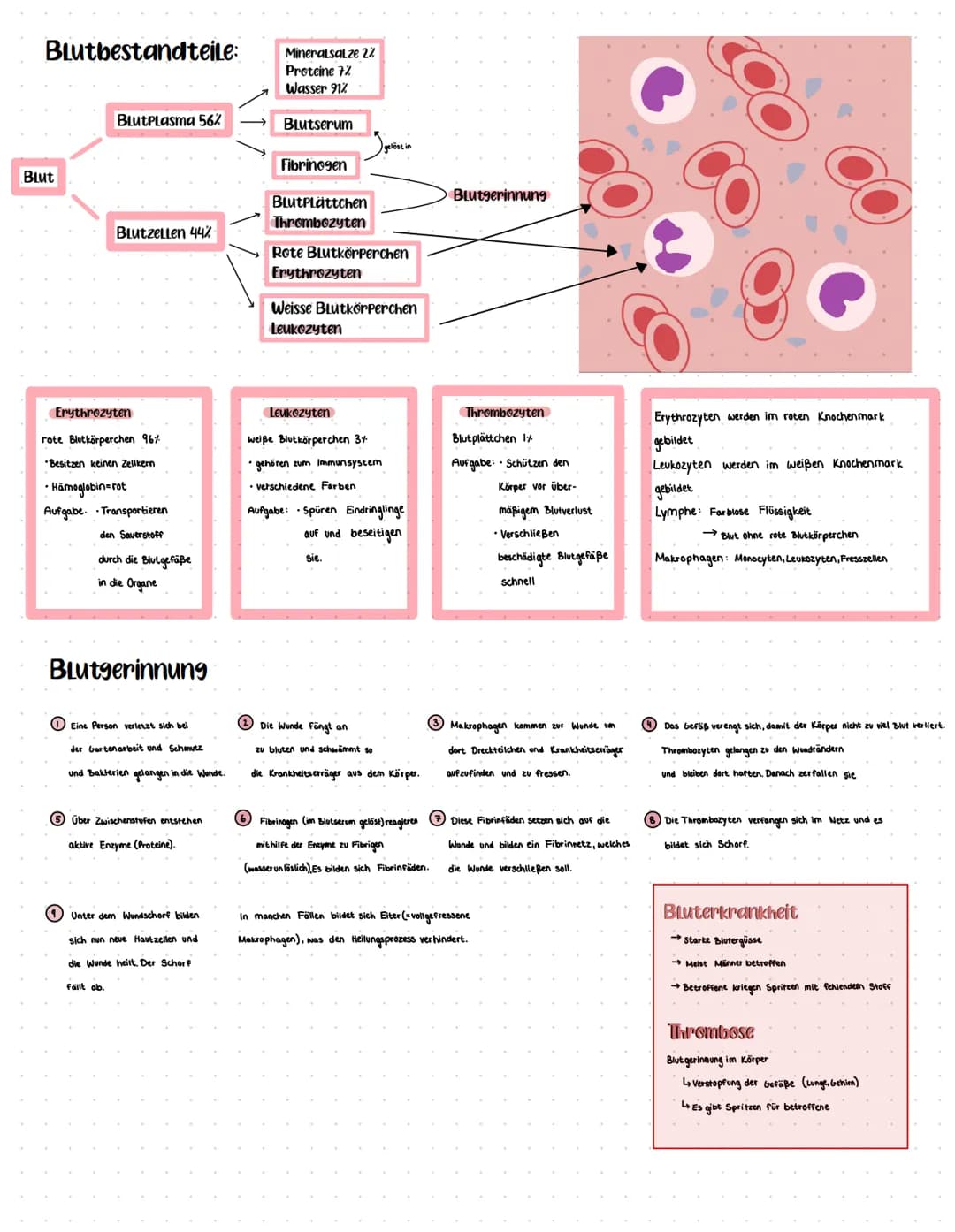Blutbestandteile:
Blut
BLUTPLasma 56%
BlutzeLLen 44%
Erythrozyten
rote Blutkörperchen 96%
•Besitzen keinen Zellkern
• Hämoglobin-rot
Aufgabe