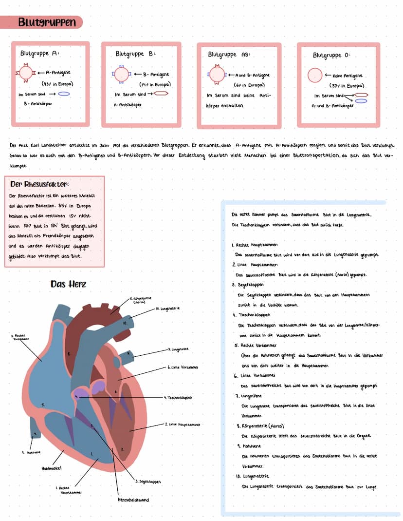 Blutbestandteile:
Blut
BLUTPLasma 56%
BlutzeLLen 44%
Erythrozyten
rote Blutkörperchen 96%
•Besitzen keinen Zellkern
• Hämoglobin-rot
Aufgabe