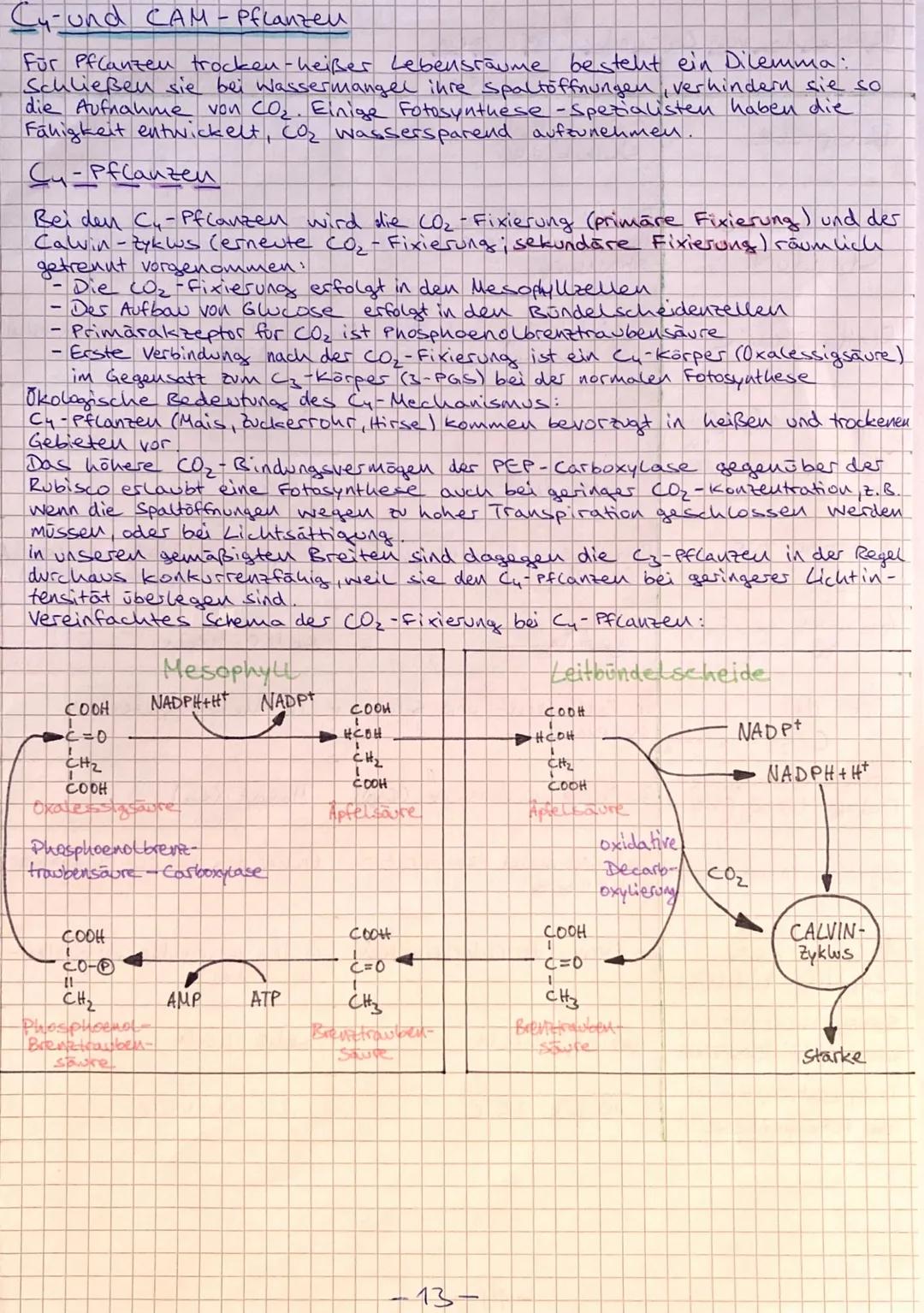 stoffwechsel
Unter Stoffwechsel versteht man die Gesamtheit der im
lebenden organismus ablaufenden biochemischen Vorgänge. Das
sind alle Sto