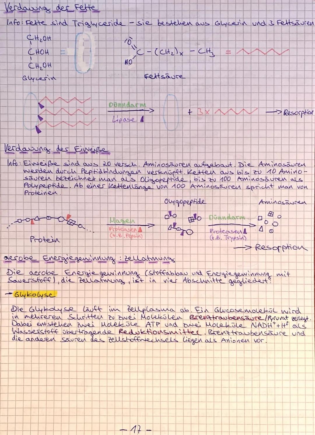 stoffwechsel
Unter Stoffwechsel versteht man die Gesamtheit der im
lebenden organismus ablaufenden biochemischen Vorgänge. Das
sind alle Sto