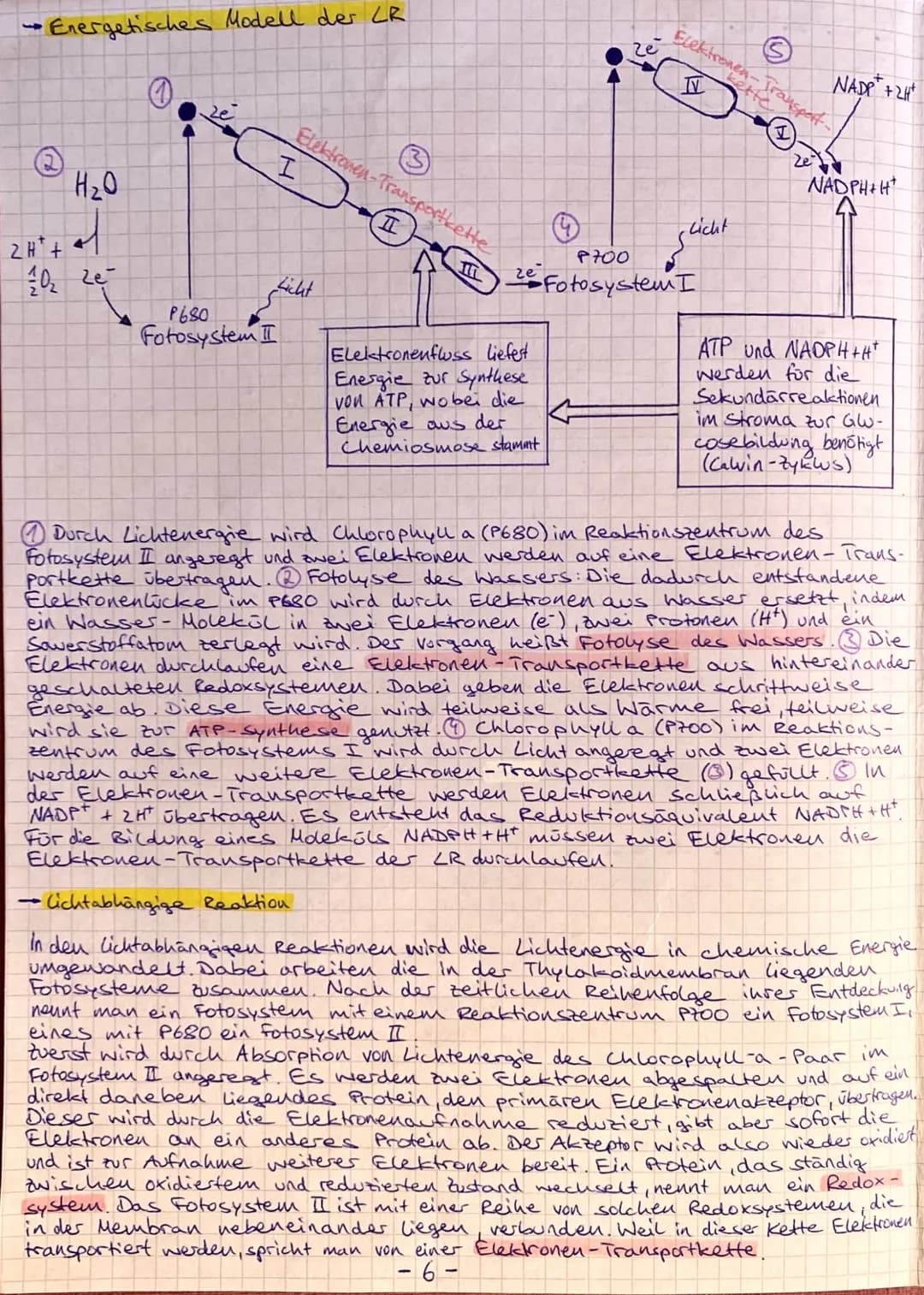 stoffwechsel
Unter Stoffwechsel versteht man die Gesamtheit der im
lebenden organismus ablaufenden biochemischen Vorgänge. Das
sind alle Sto