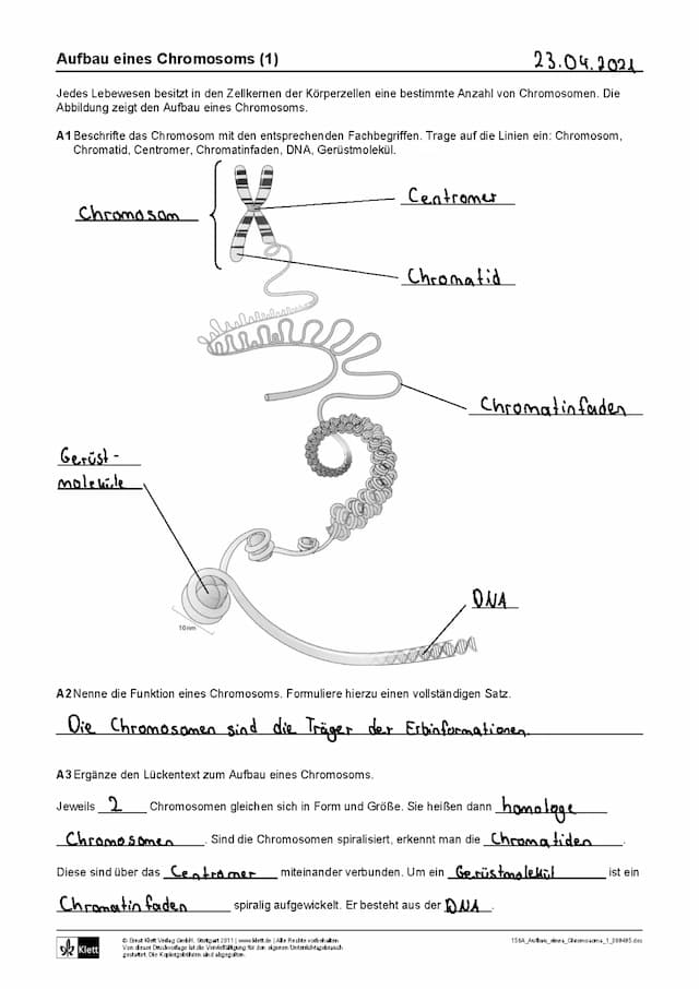 Know Aufbau eines Chromosom  thumbnail