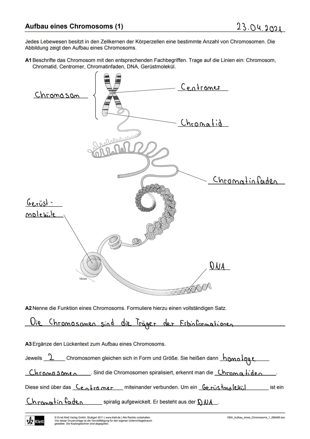 23.04.2021
Aufbau eines Chromosoms (1)
Jedes Lebewesen besitzt in den Zellkernen der Körperzellen eine bestimmte Anzahl von Chromosomen. Die