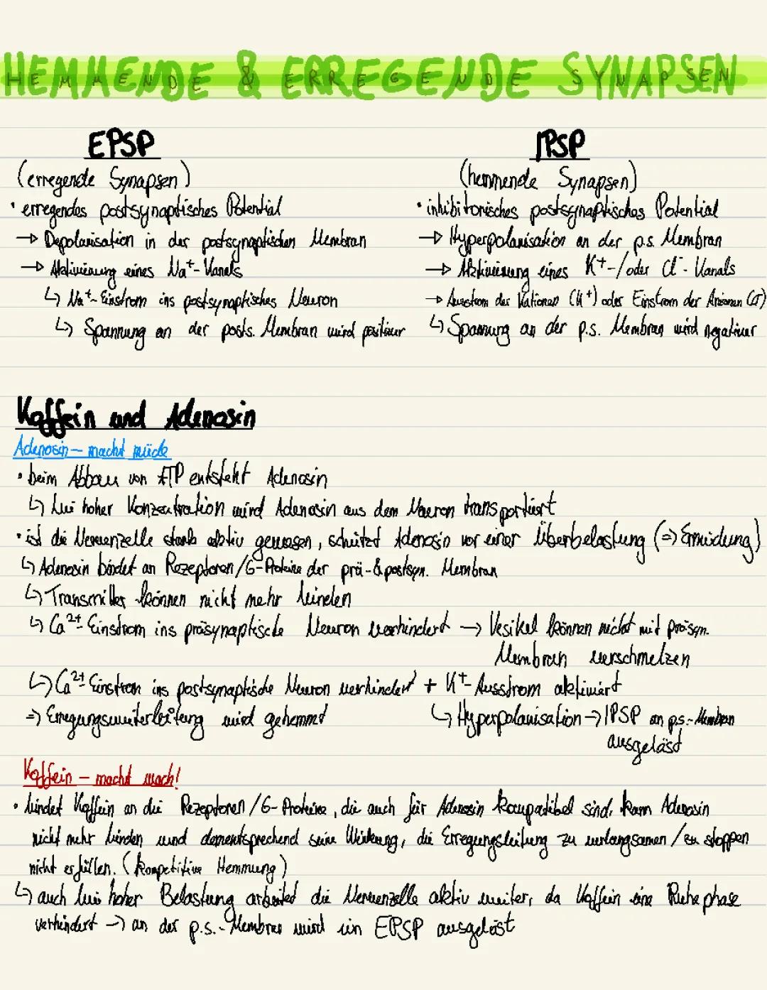 Hemmende und Erregende Synapsen: Unterschied, Funktionen, Beispiele und Koffein Wirkung