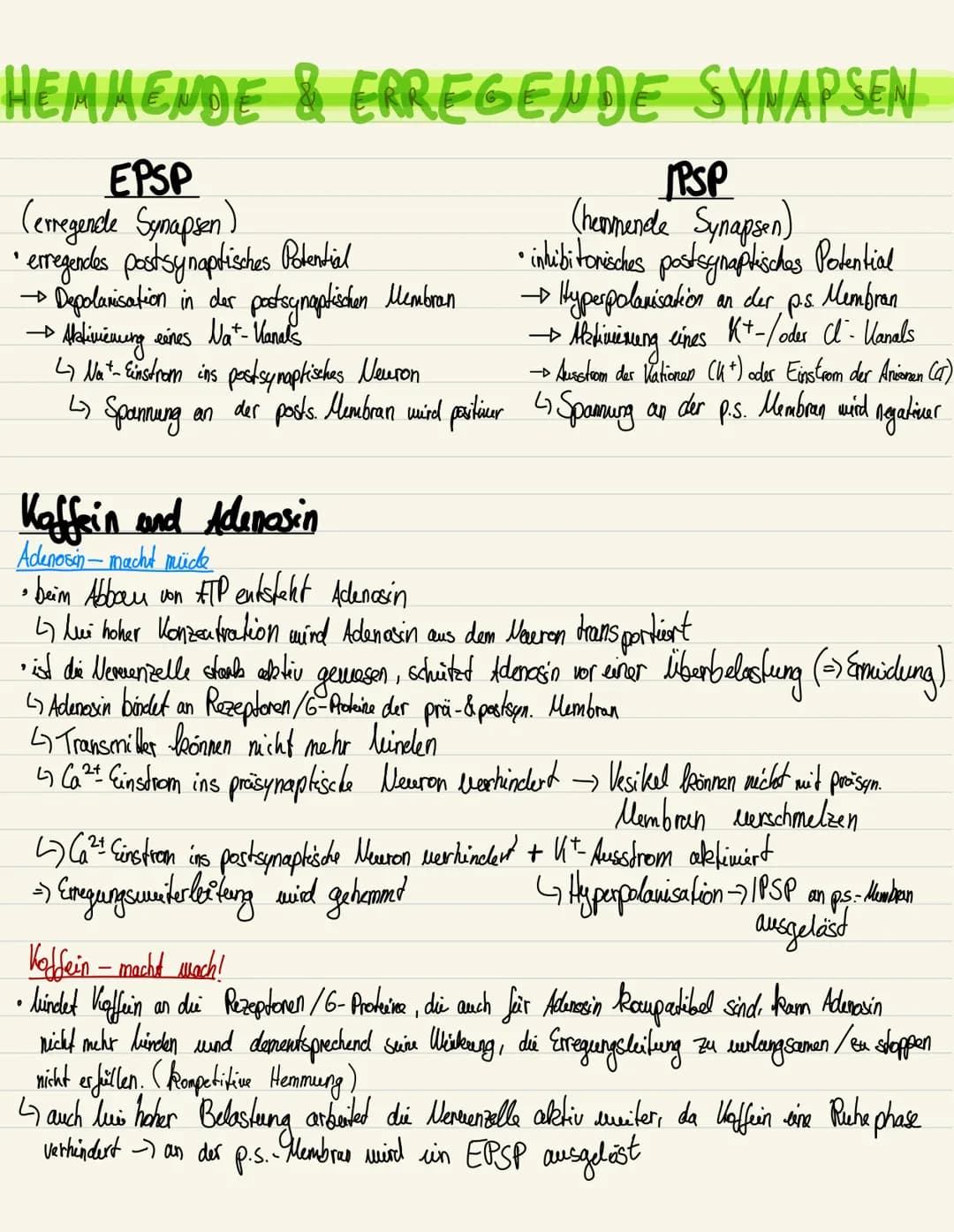 HEMMENDE & ERREGENDE SYNAPSEN
EPSP
(erregende Synapsen)
• erregendes postsynaptisches Potential
• Depolarisation in der postsynaptischen Mem