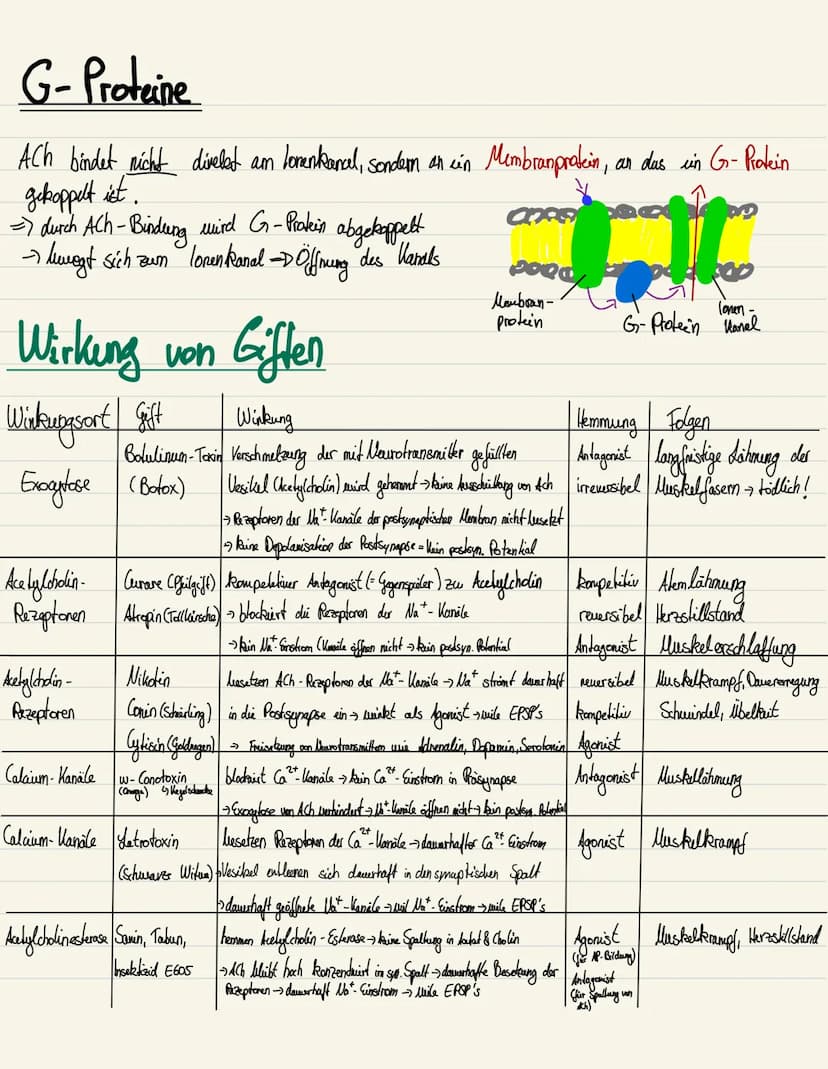 HEMMENDE & ERREGENDE SYNAPSEN
EPSP
(erregende Synapsen)
• erregendes postsynaptisches Potential
• Depolarisation in der postsynaptischen Mem