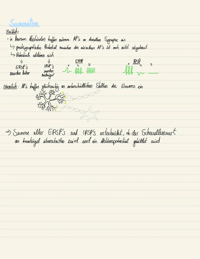 HEMMENDE & ERREGENDE SYNAPSEN
EPSP
(erregende Synapsen)
• erregendes postsynaptisches Potential
• Depolarisation in der postsynaptischen Mem
