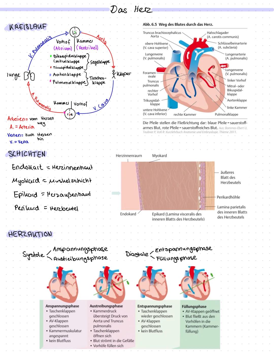 KREISLAUF
lunge во
V. Pulmonalis
Bikuspidalklappe"
(Mitial klappe
• Tricuspidalklappe
• Aortenklappe
Vorhof Kammer
(Atrium) (Ventrikel)
-Pul