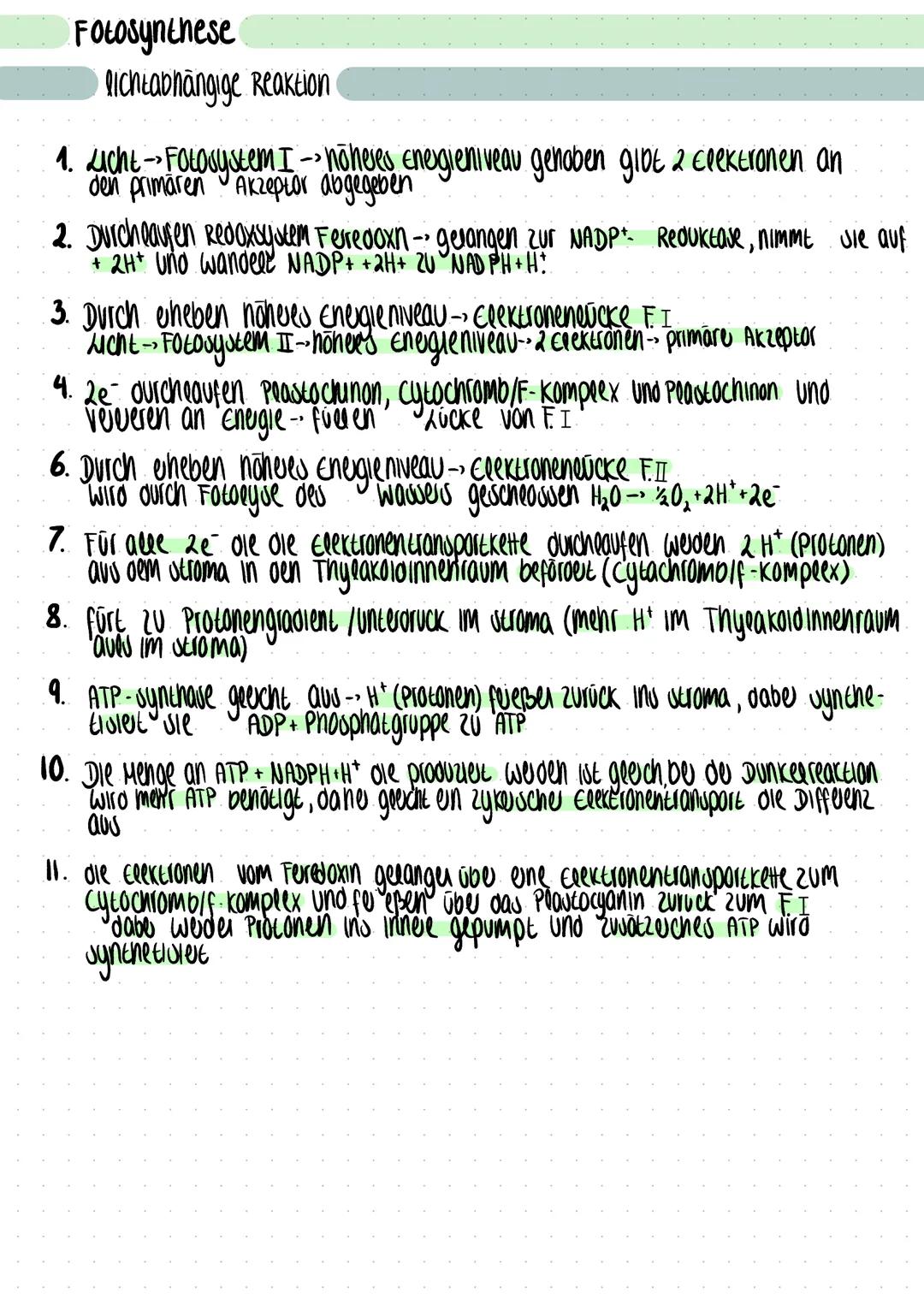 # Fotosynthese
Grundwissen

• zwe verschiedene Tevereaktionen → lichtabhängig + echtunabhängig
• ort: Im cheoropeast
• Stoffwechseeprozess i