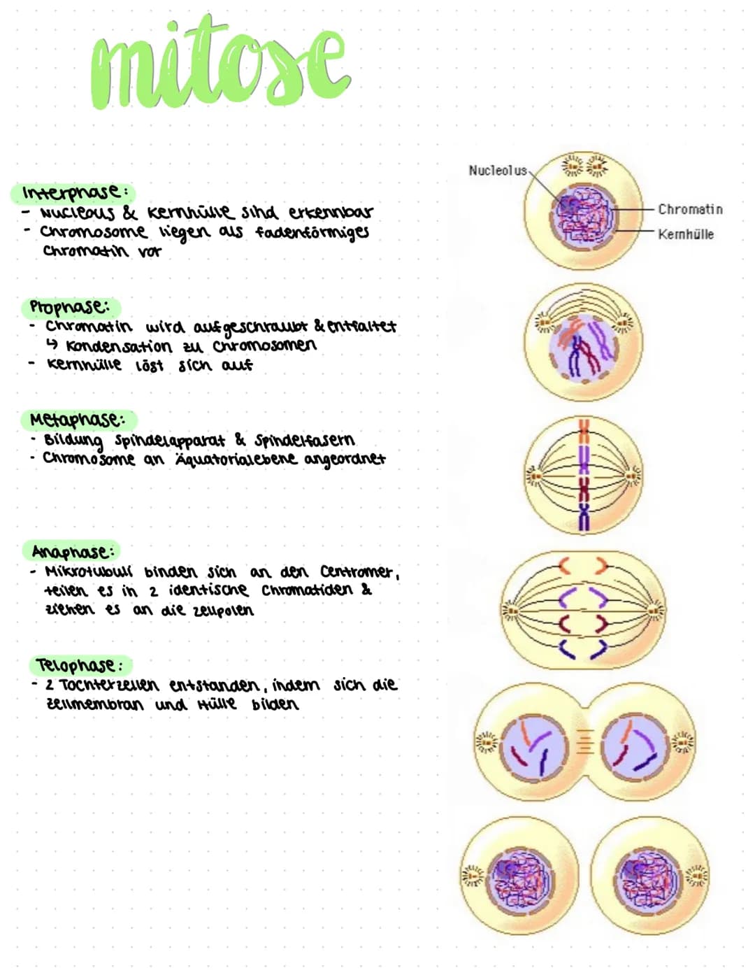 liologic ●
●
Themen
klassische Genetik:
• Fachworte
●
● Rekombination
Meiose (182-184)
Mitose
(185) & Aufgaben 5.186
Trisomie
Mutationen (19