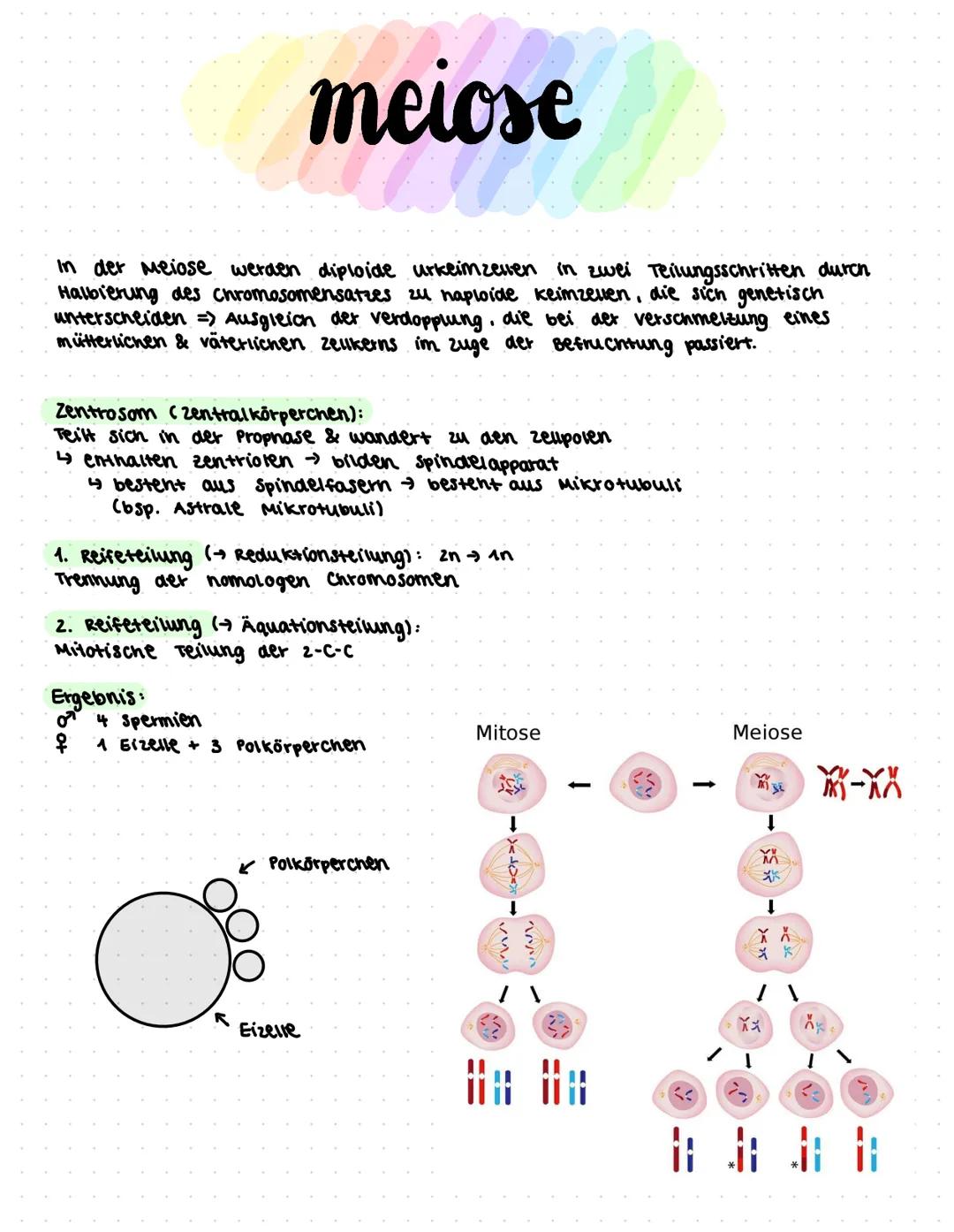 liologic ●
●
Themen
klassische Genetik:
• Fachworte
●
● Rekombination
Meiose (182-184)
Mitose
(185) & Aufgaben 5.186
Trisomie
Mutationen (19