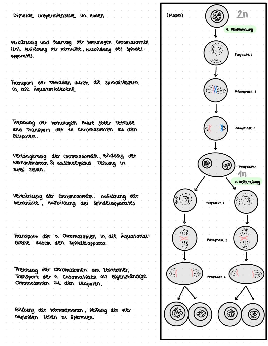 liologic ●
●
Themen
klassische Genetik:
• Fachworte
●
● Rekombination
Meiose (182-184)
Mitose
(185) & Aufgaben 5.186
Trisomie
Mutationen (19