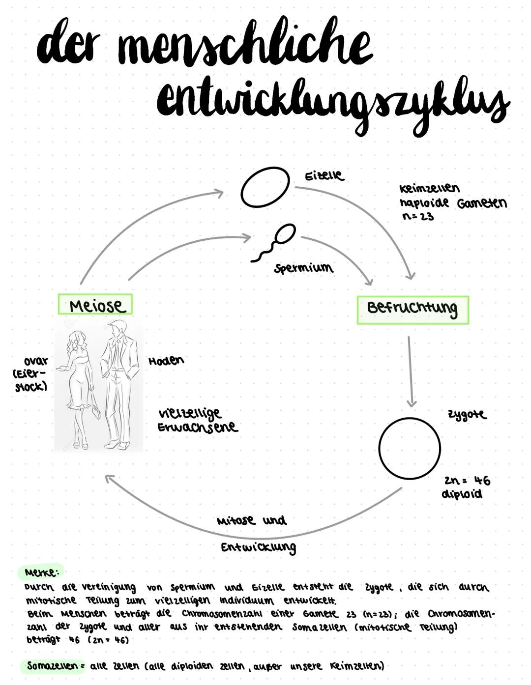 liologic ●
●
Themen
klassische Genetik:
• Fachworte
●
● Rekombination
Meiose (182-184)
Mitose
(185) & Aufgaben 5.186
Trisomie
Mutationen (19