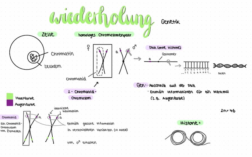 liologic ●
●
Themen
klassische Genetik:
• Fachworte
●
● Rekombination
Meiose (182-184)
Mitose
(185) & Aufgaben 5.186
Trisomie
Mutationen (19