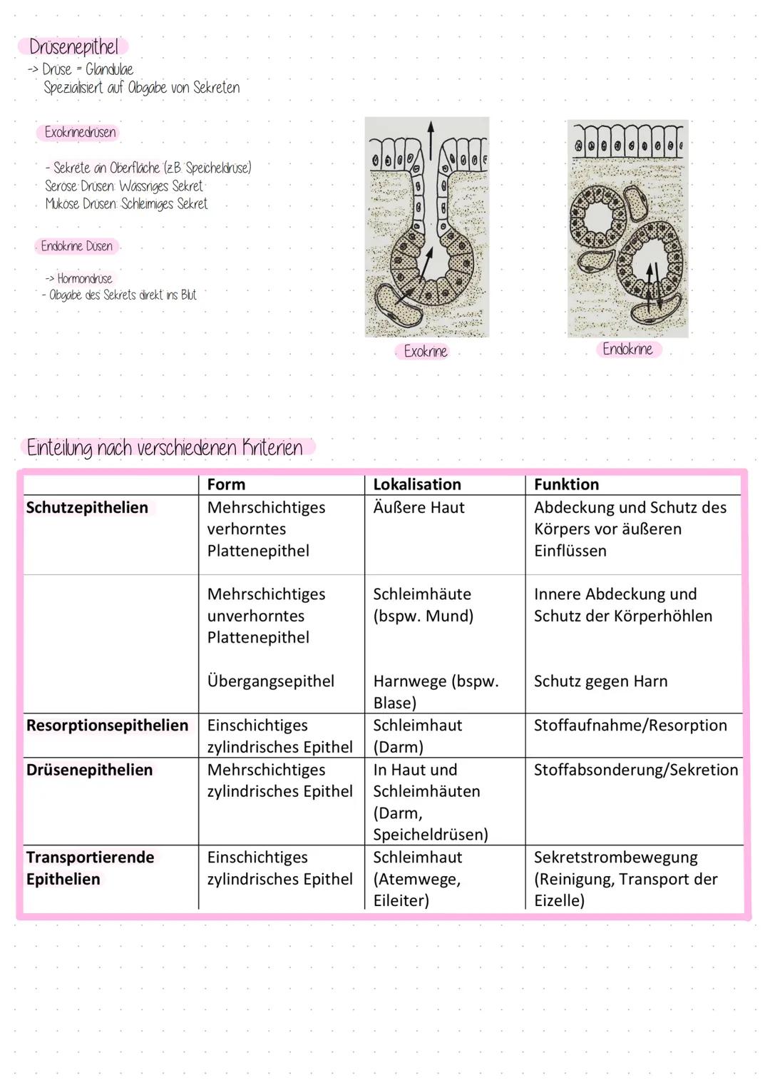 Gewebe
-> Vier verschiedene Grundgewebe
Epithelgewebe/ Binde-&-Stutzgewebe/ Muskeln/ Nerven
Epithelgewebe
Deckgewebe
-Bedeckt Körperoberfläc