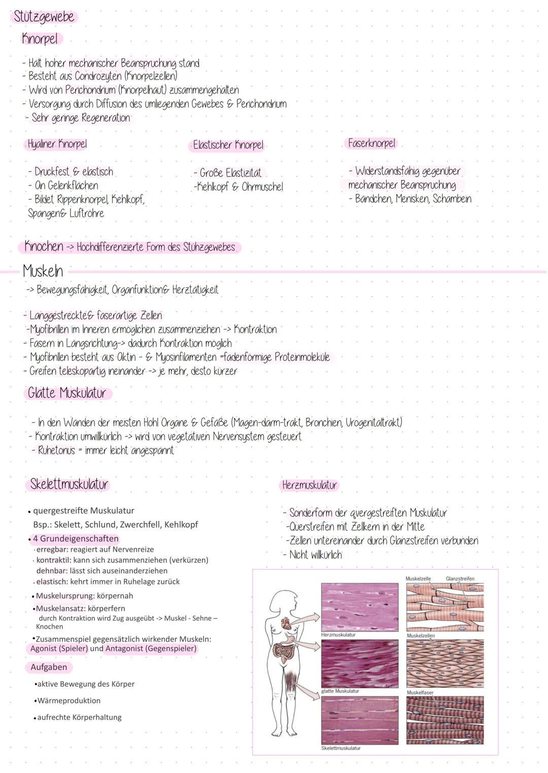 Gewebe
-> Vier verschiedene Grundgewebe
Epithelgewebe/ Binde-&-Stutzgewebe/ Muskeln/ Nerven
Epithelgewebe
Deckgewebe
-Bedeckt Körperoberfläc
