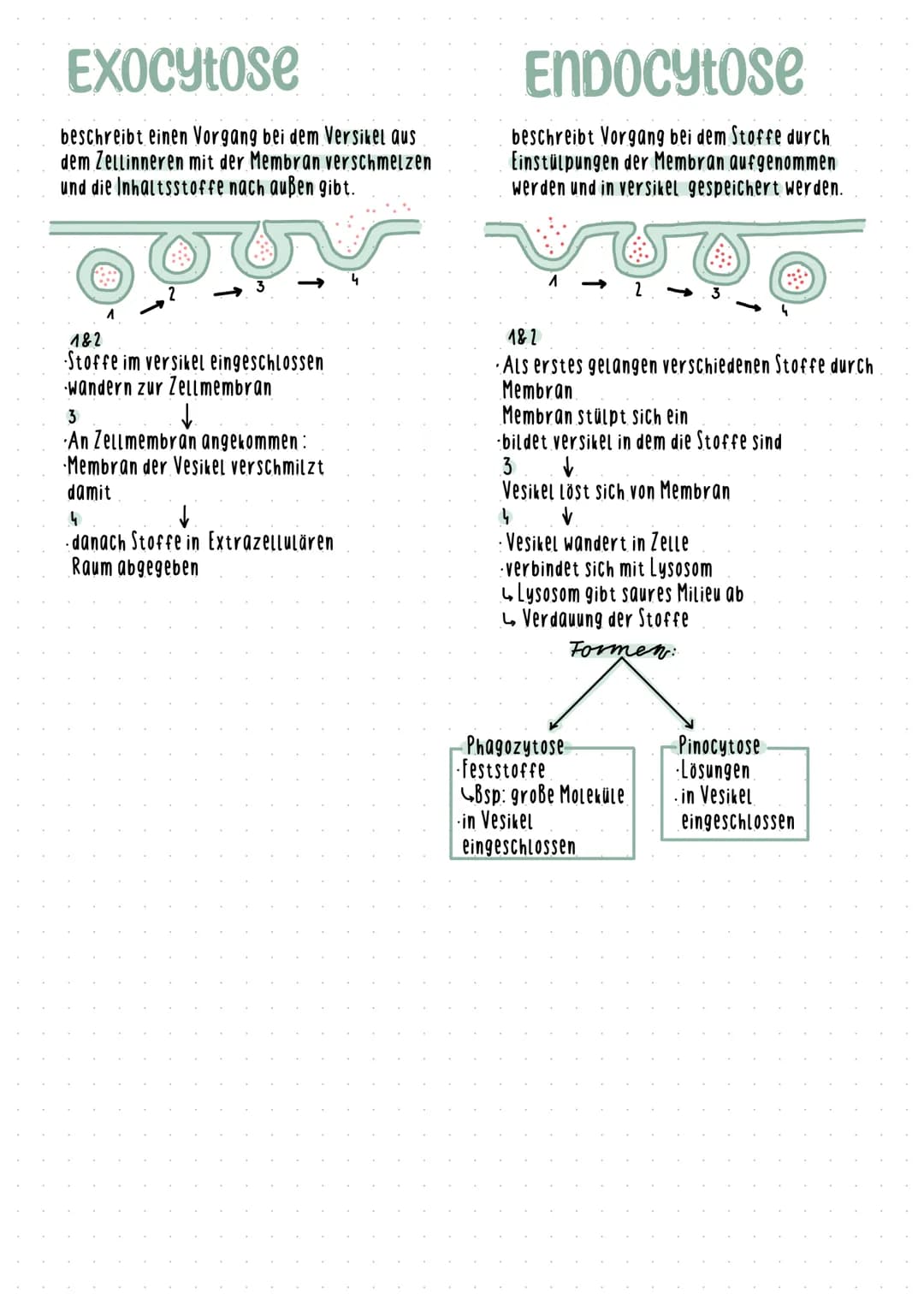 Cytologic 1.1 Uhsphung des Lebens
LUCA Last universial Common Ancestor
Survorfahr aller organismen
im Meer entstanden
Beispiele
Name des
Zel