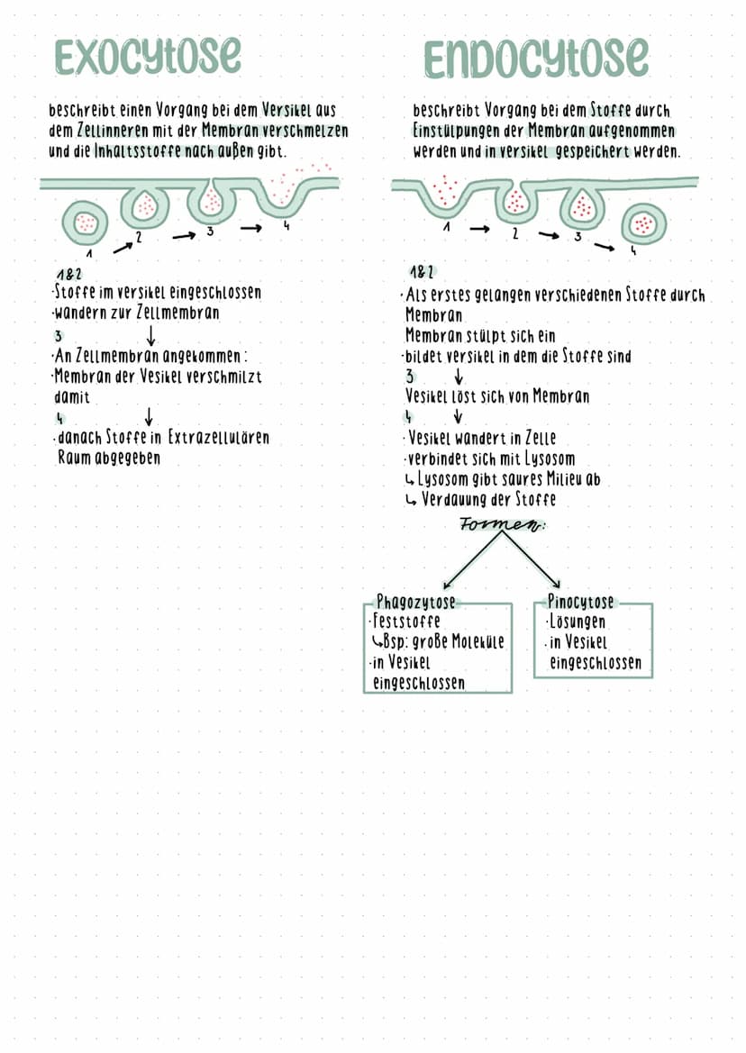 Cytologic 1.1 Uhsphung des Lebens
LUCA Last universial Common Ancestor
Survorfahr aller organismen
im Meer entstanden
Beispiele
Name des
Zel