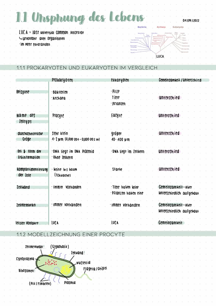 Cytologic 1.1 Uhsphung des Lebens
LUCA Last universial Common Ancestor
Survorfahr aller organismen
im Meer entstanden
Beispiele
Name des
Zel