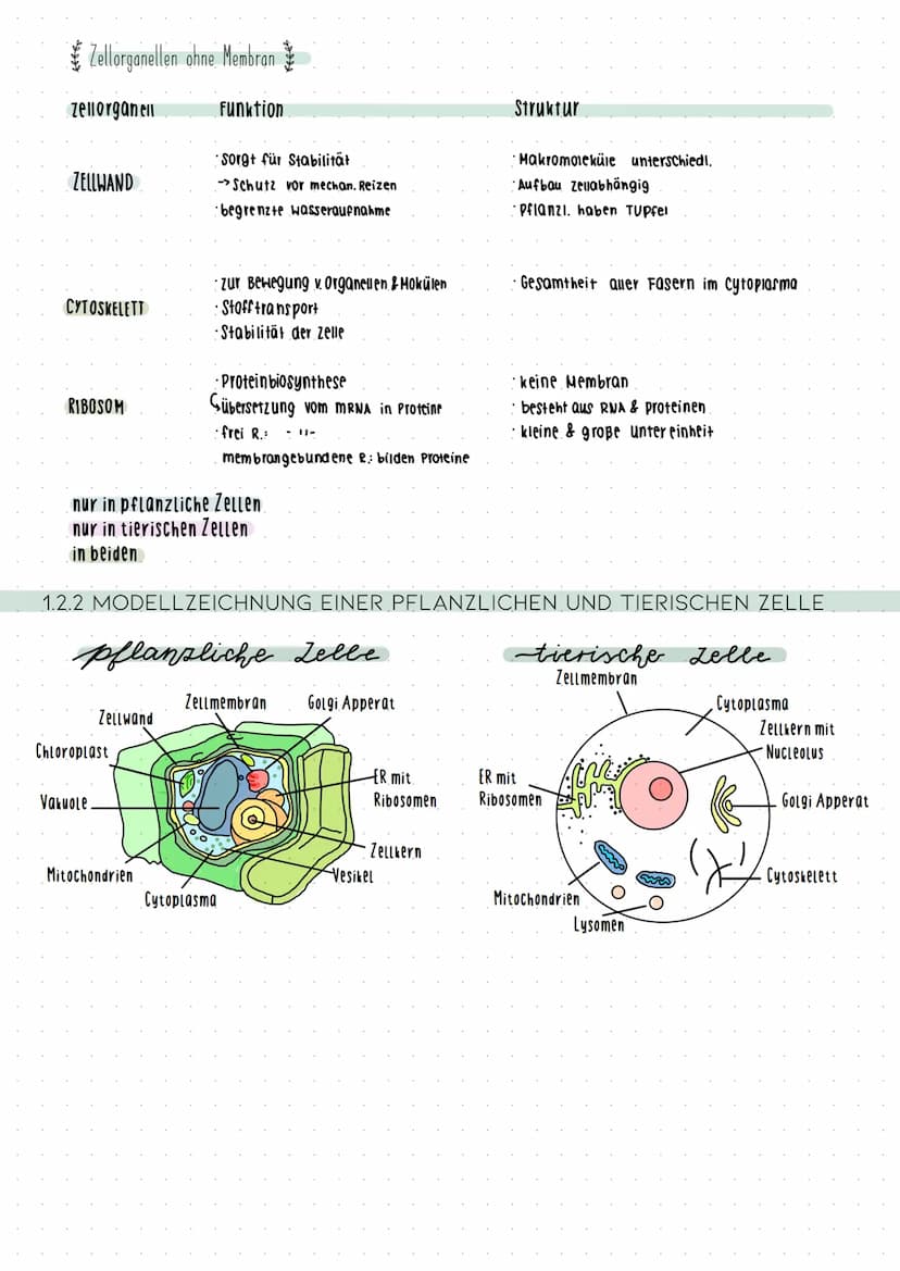 Cytologic 1.1 Uhsphung des Lebens
LUCA Last universial Common Ancestor
Survorfahr aller organismen
im Meer entstanden
Beispiele
Name des
Zel