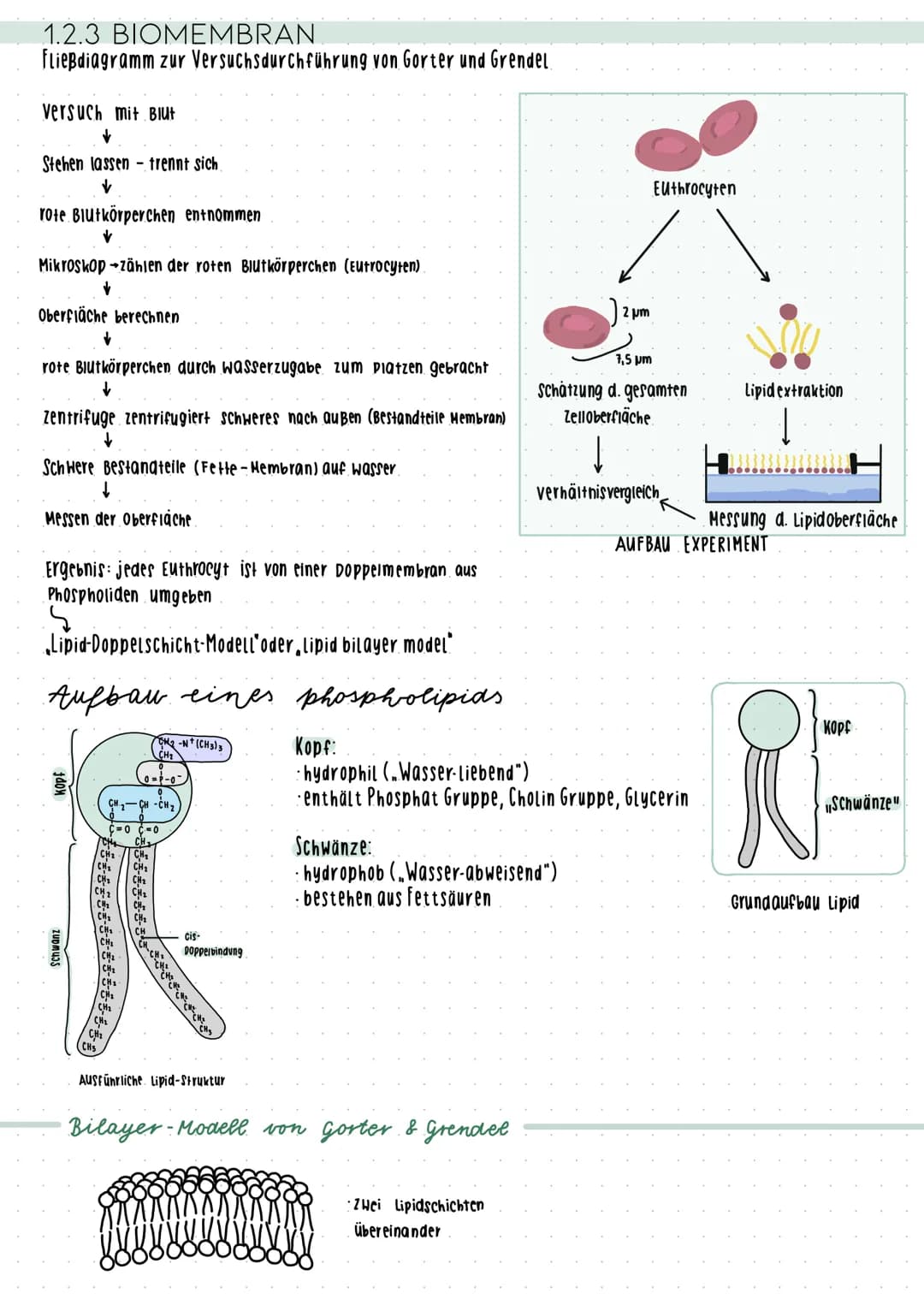 Cytologic 1.1 Uhsphung des Lebens
LUCA Last universial Common Ancestor
Survorfahr aller organismen
im Meer entstanden
Beispiele
Name des
Zel