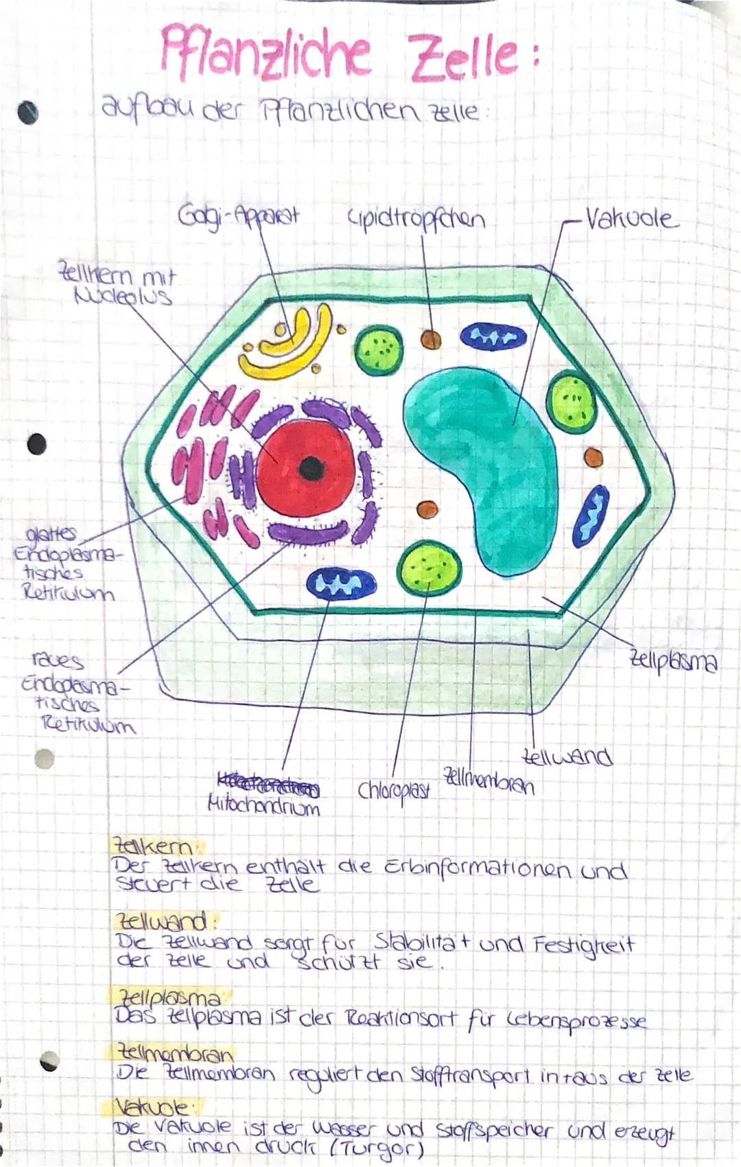 pflanzliche Zelle 