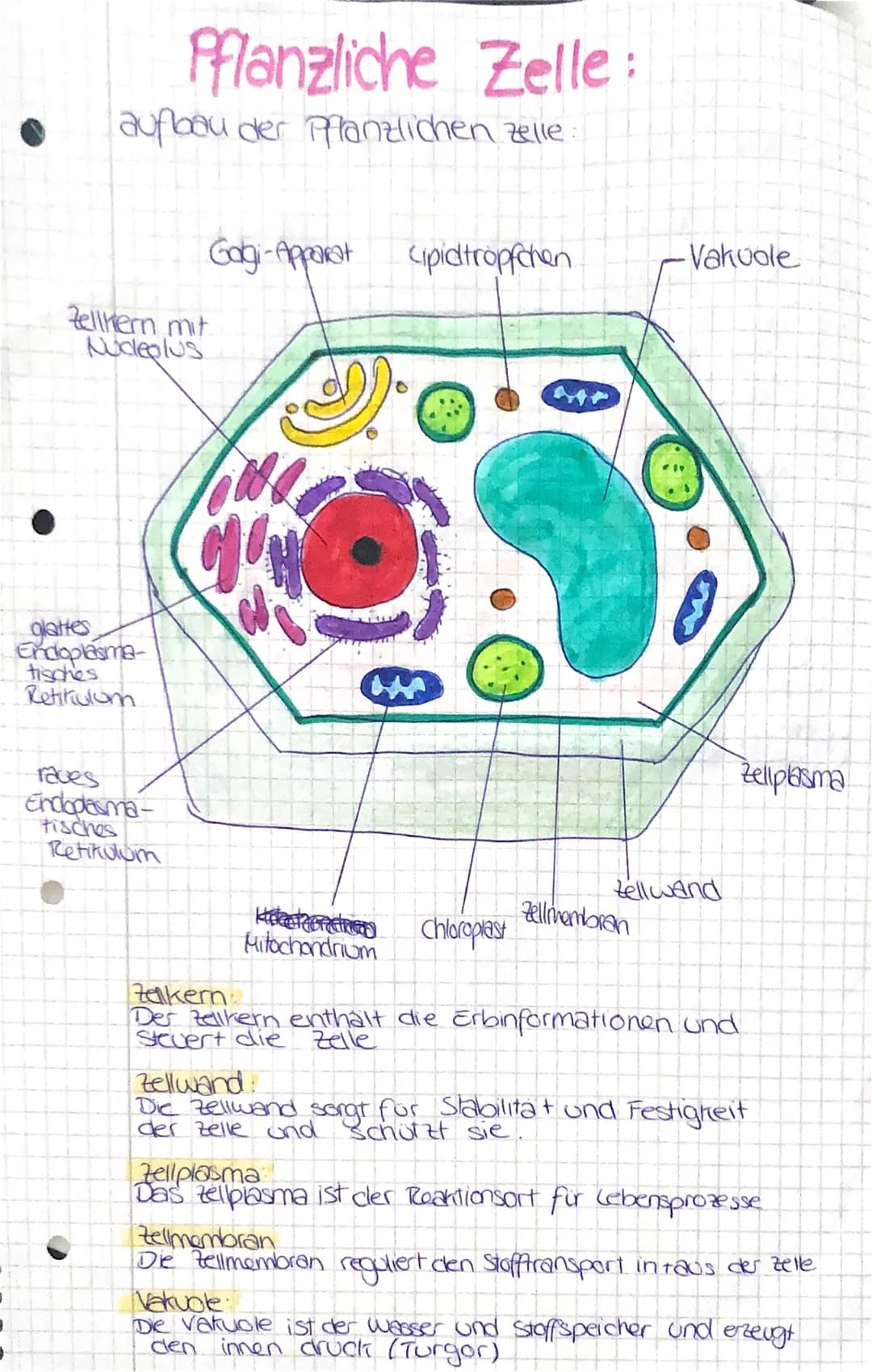 aufbau der Pflanzlichen zelle:
Pflanzliche Zelle:
glattes
Endoplasma-
tisches
Retikulom
Zellkern mit
Nucleolus
raves
Endoplasma-
tisches
Ret