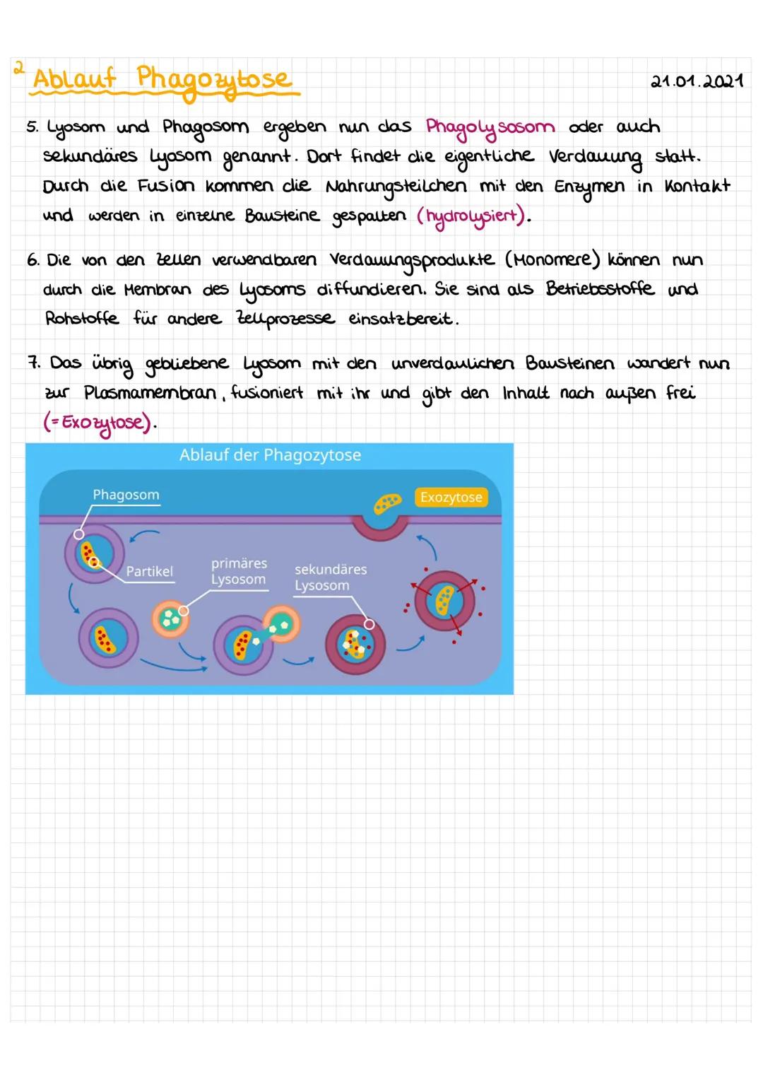 Phagozytose: Einfach Erklärt mit Beispielen