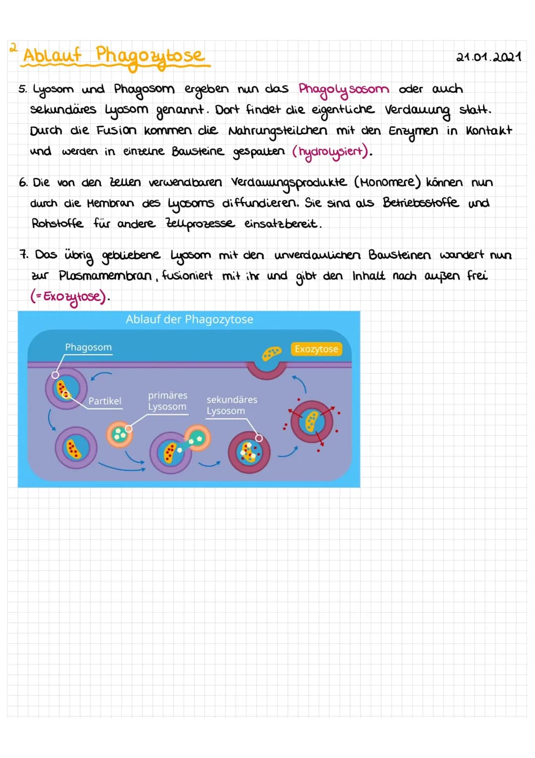 1 Ablauf Phagozytose
, wobei phagein =
fressen"
Der Begriff Phagozytose stammt aus dem Griechischen,
und kytos =" Höhlung, Zelle" bedeutet. 