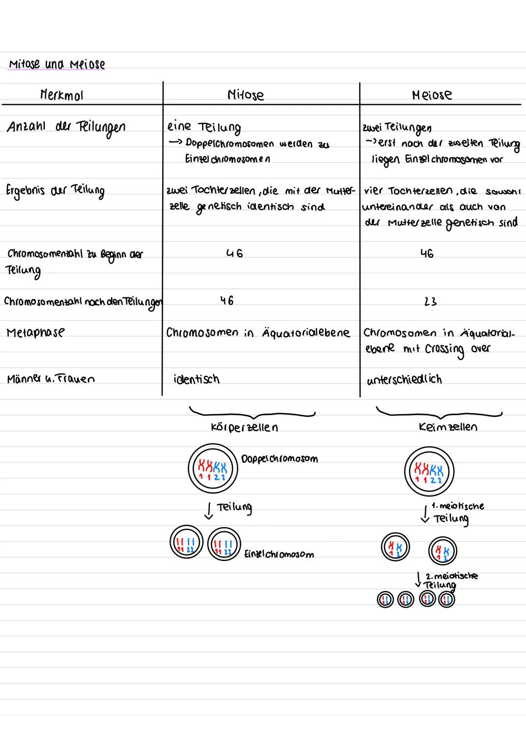 Chromosom
·kurzer Arm
centromer
-Querbonden = Chromatiden
·langer Arm
genetik
homologe Chromosomen: zwei Chromosomen die aufgrund ihrer Größ