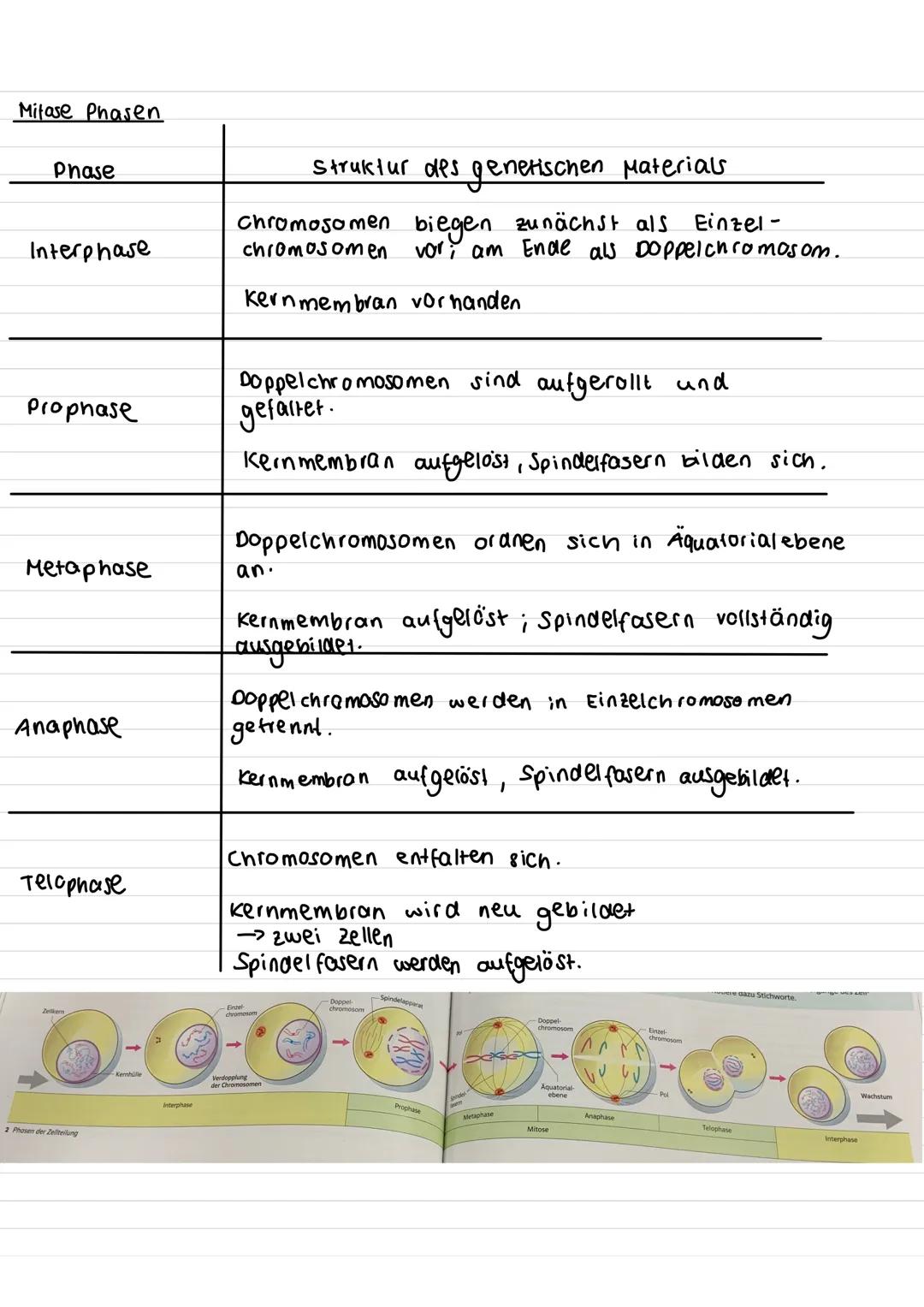 Chromosom
·kurzer Arm
centromer
-Querbonden = Chromatiden
·langer Arm
genetik
homologe Chromosomen: zwei Chromosomen die aufgrund ihrer Größ