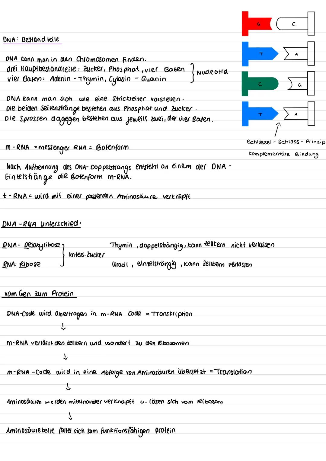Chromosom
·kurzer Arm
centromer
-Querbonden = Chromatiden
·langer Arm
genetik
homologe Chromosomen: zwei Chromosomen die aufgrund ihrer Größ