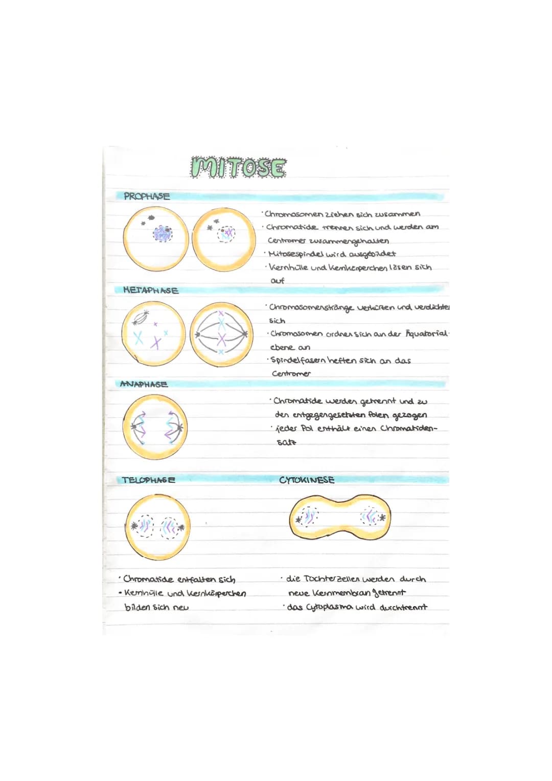 Biologie Genetik