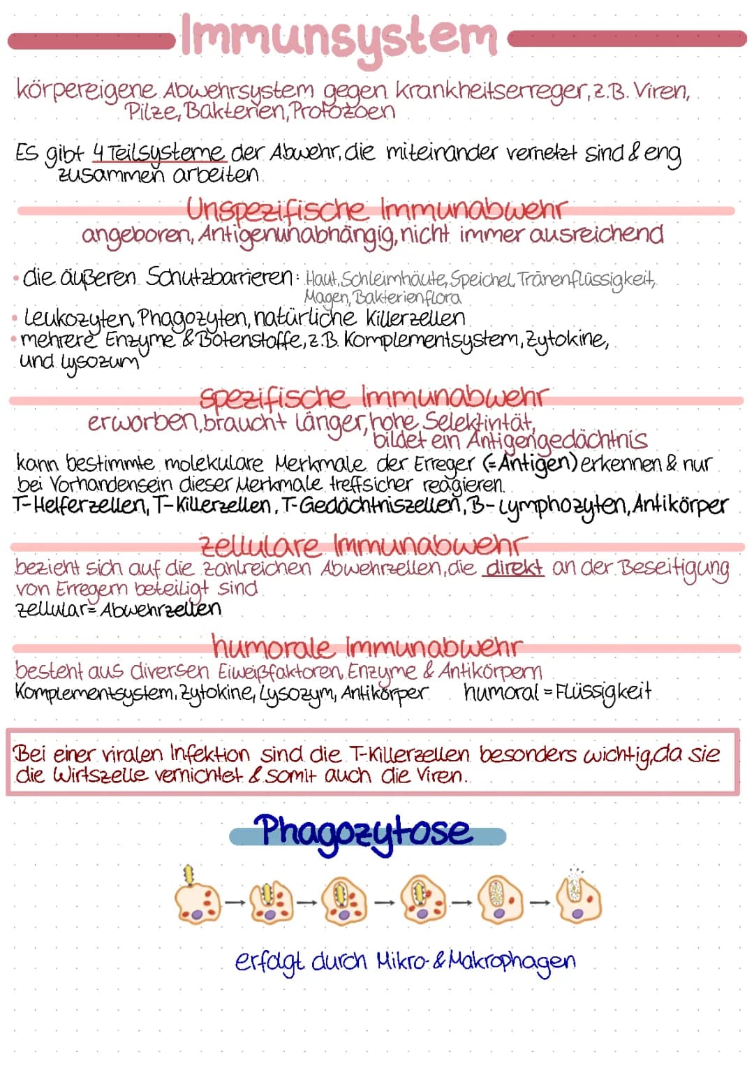 Das Immunsystem: Einfach erklärt und als PDF-Zusammenfassung
