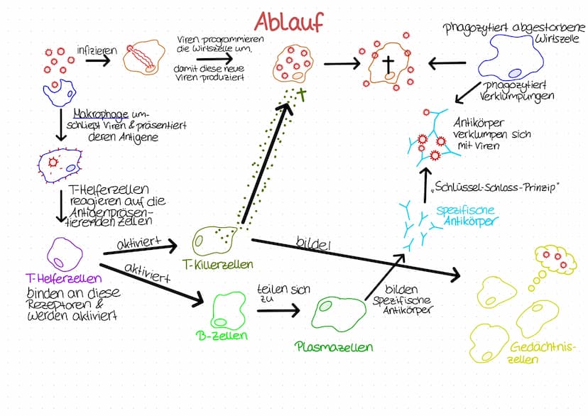 
<p>Das körpereigene Abwehrsystem bekämpft Krankheitserreger wie Viren, Pilze, Bakterien und Protozoen. Es besteht aus 4 Teilsystemen, die m