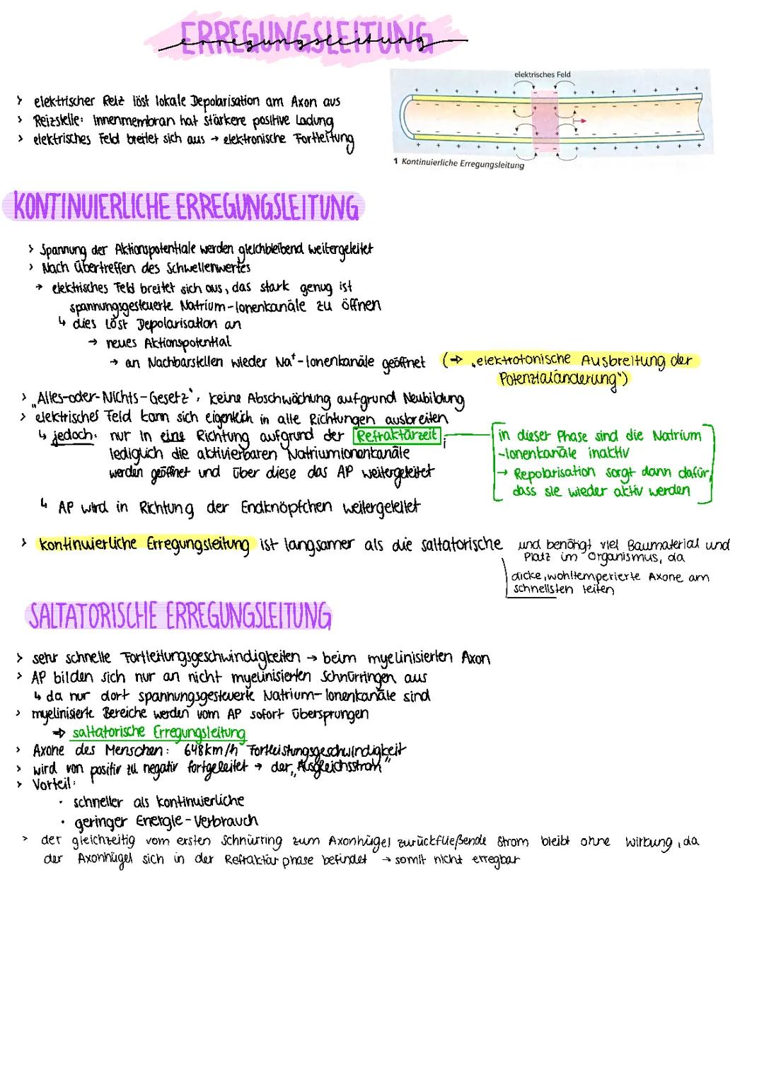 Erregungsleitung - Neurobiologie 