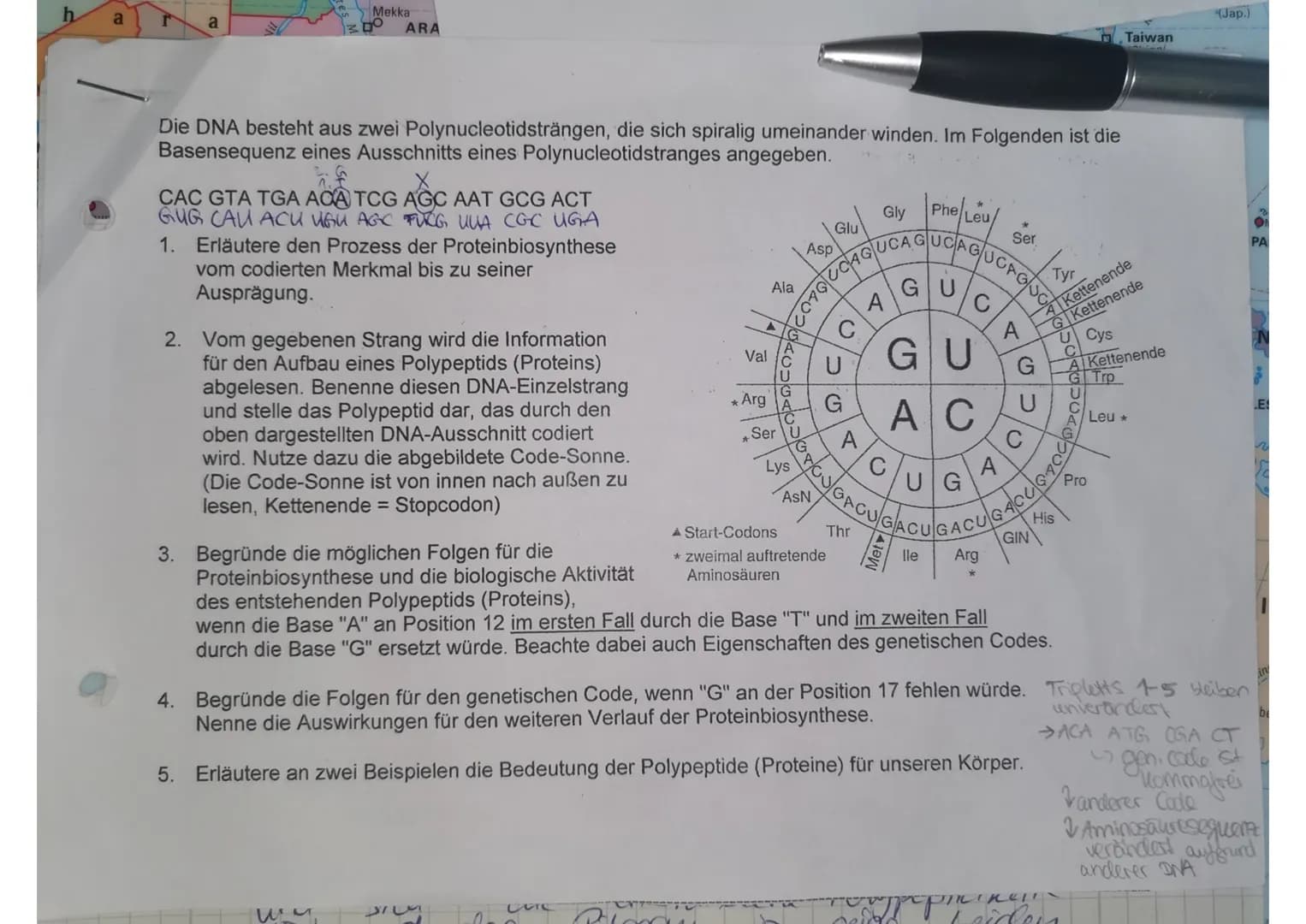 a
I a
Mekka
Go
ARA
Die DNA besteht aus zwei Polynucleotidsträngen, die sich spiralig umeinander winden. Im Folgenden ist die
Basensequenz ei