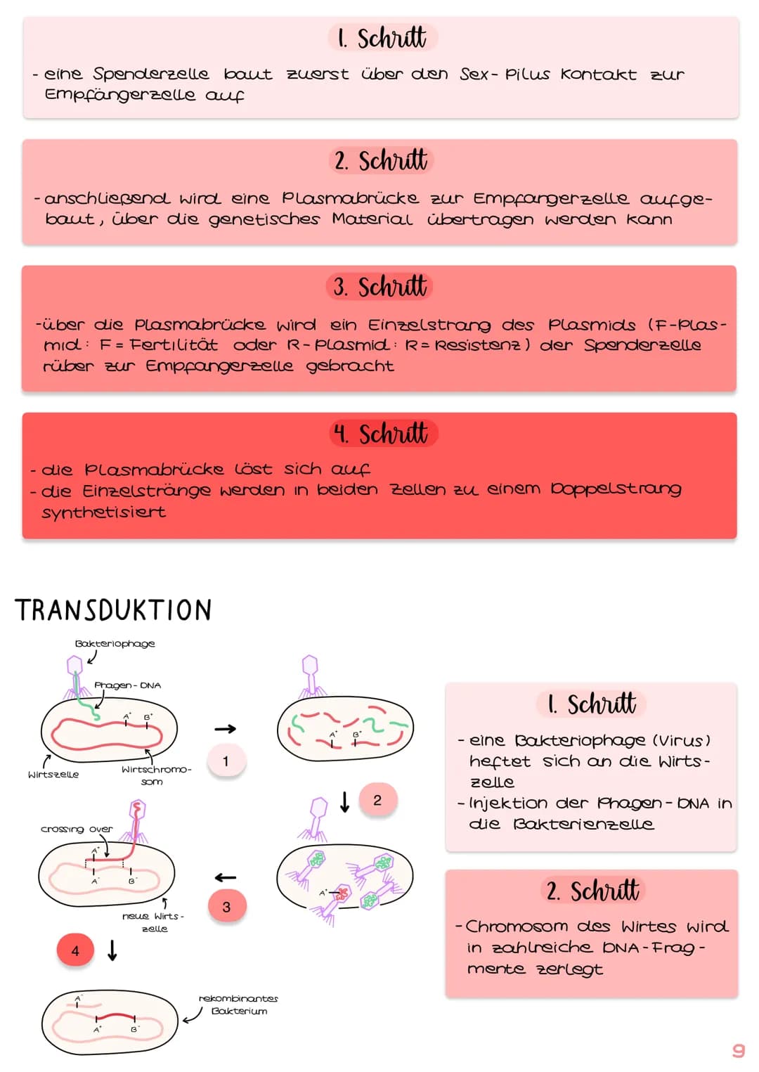 GENTECHNIK
Biologie
Klausur Genetik
1. Polymerase - Ketten- Reaktion (PCR) 15.1-2
2. Restriktionsenzyme IS. 3-4
3. Gelelektrophorese IS.5-6
