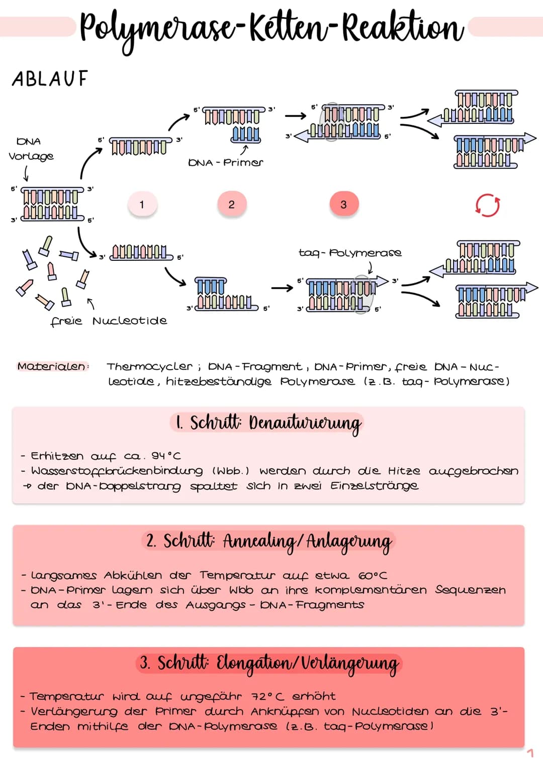 GENTECHNIK
Biologie
Klausur Genetik
1. Polymerase - Ketten- Reaktion (PCR) 15.1-2
2. Restriktionsenzyme IS. 3-4
3. Gelelektrophorese IS.5-6
