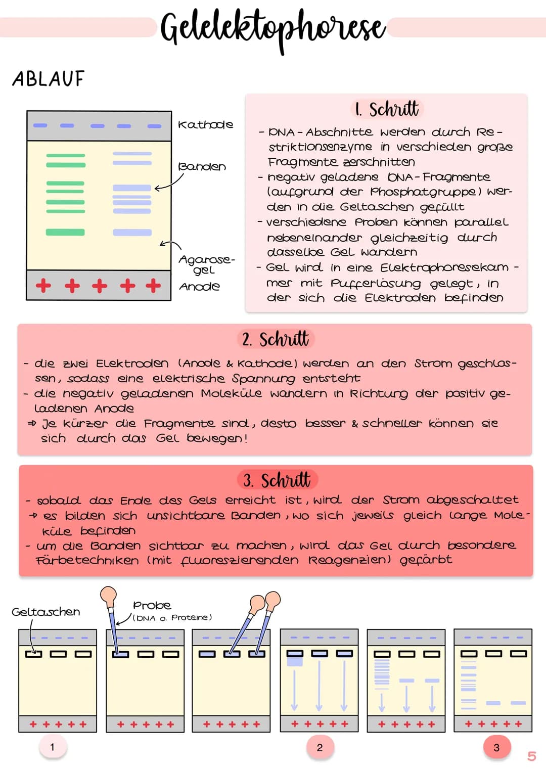 GENTECHNIK
Biologie
Klausur Genetik
1. Polymerase - Ketten- Reaktion (PCR) 15.1-2
2. Restriktionsenzyme IS. 3-4
3. Gelelektrophorese IS.5-6
